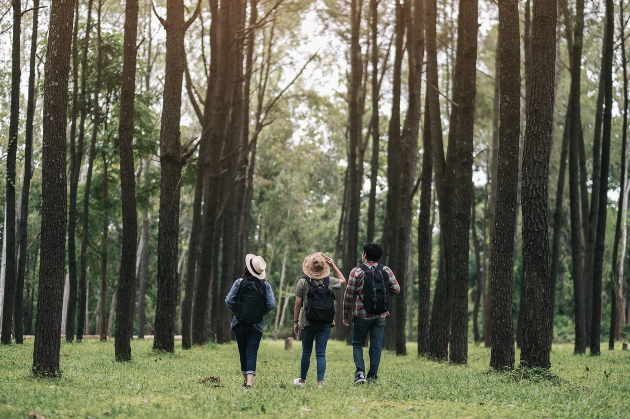 Three hikers walking through a dense forest trail, surrounded by tall trees and dappled sunlight, carrying backpacks and looking ahead — evoking curiosity, adventure, and shared discovery.